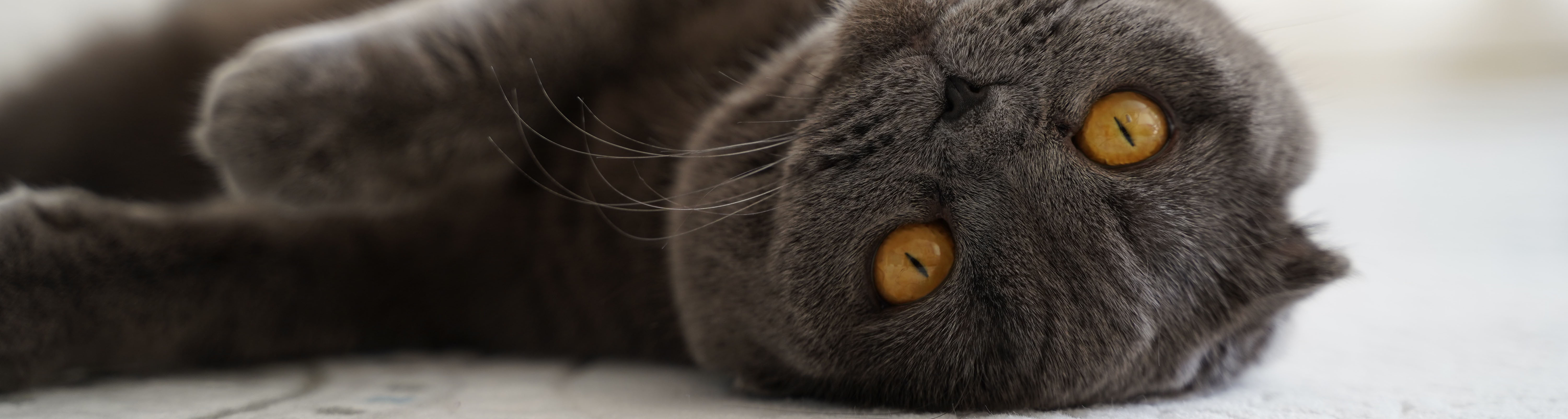 Cat Header